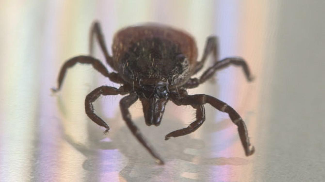 Lyme-Teek-De kennis van Nu-wetenschap-TV