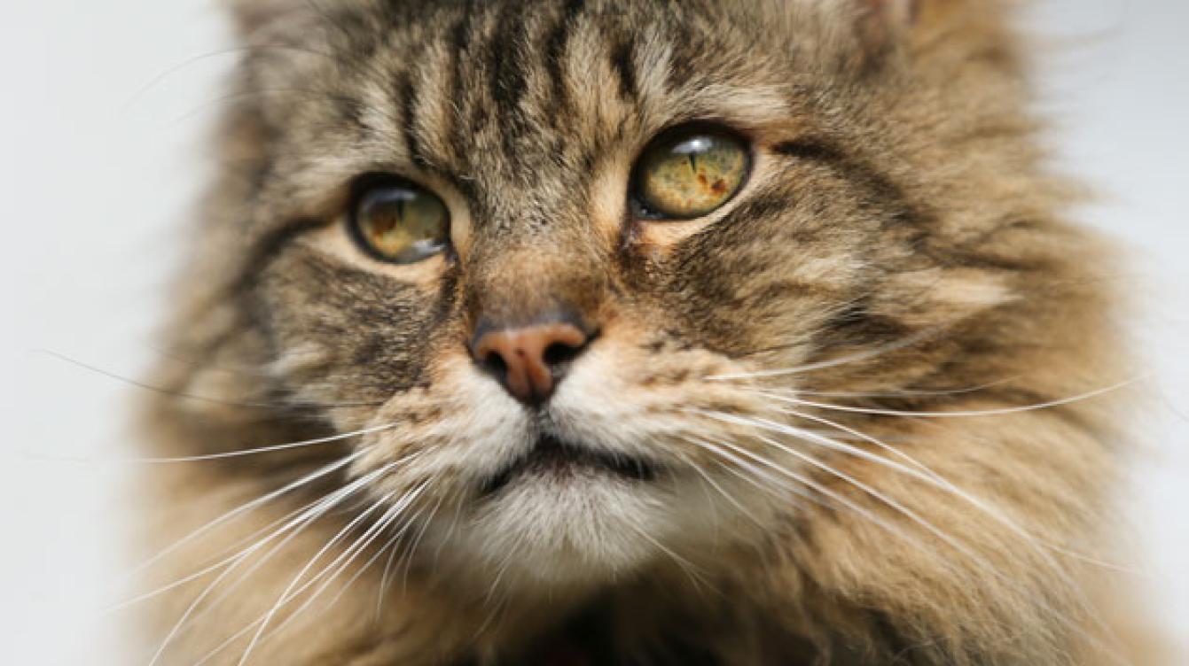 13jun Het verborgen leven van de kat artikel