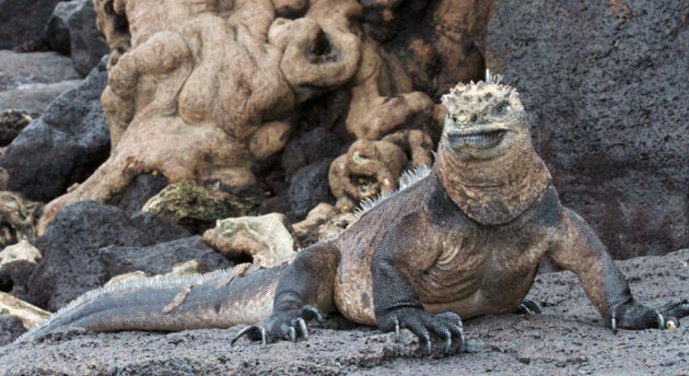 natuur galapagos eilanden varaan Ecuador