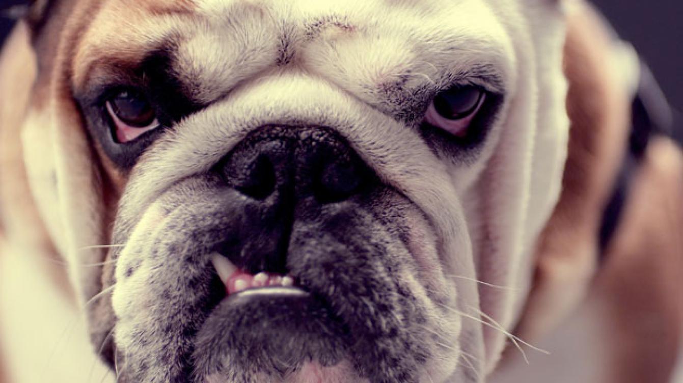 documentaire honden
