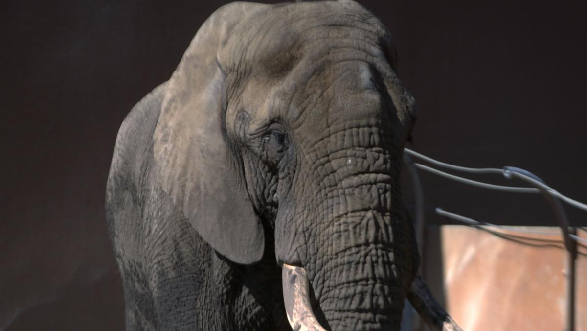 Het echte leven in de dierentuin - Olifant Tooth