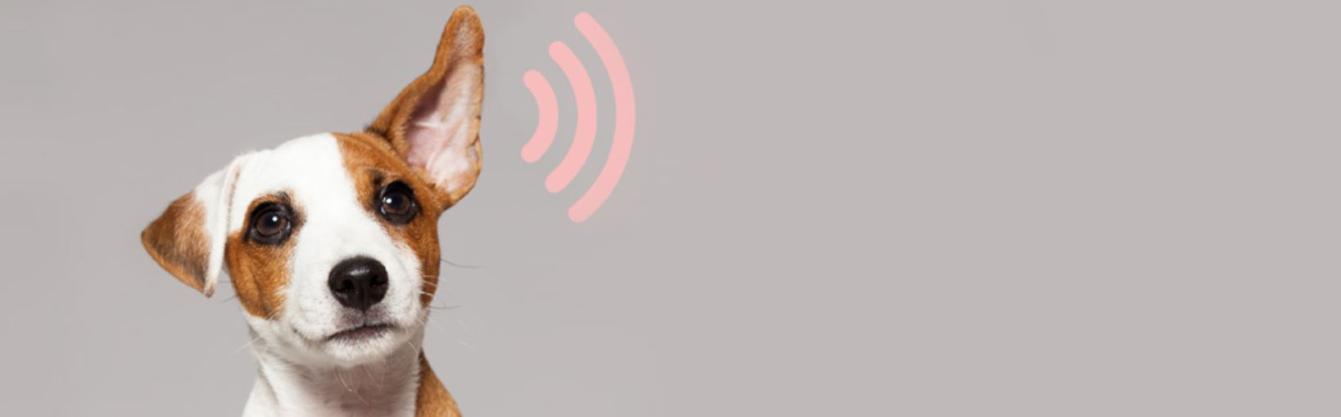 NTR Podcastprijs 2019