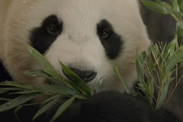 De kleine reuzenpanda vliegt uit header nieuws