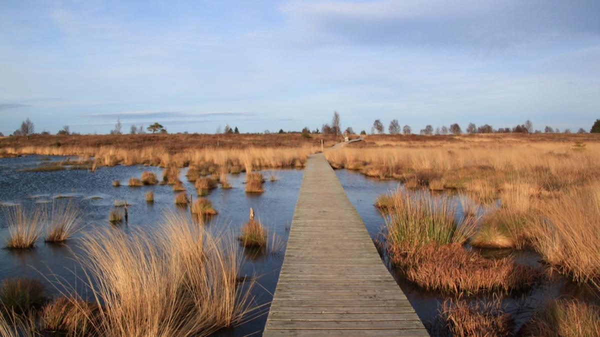 Veenlandschap