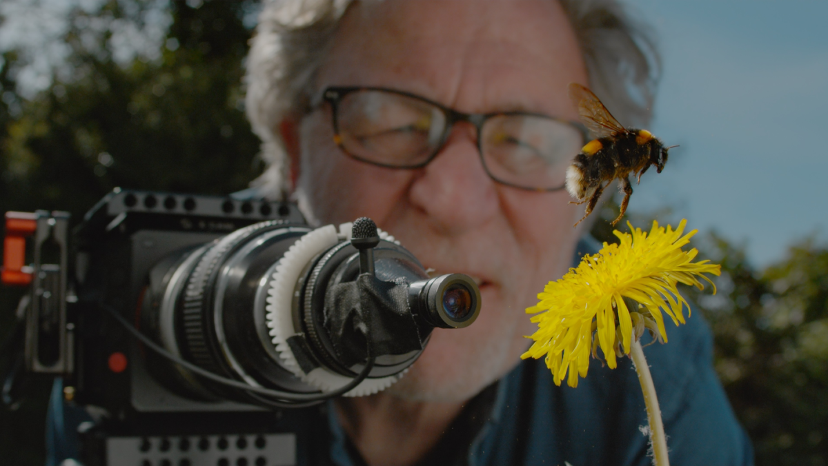 My garden of a thousand bees